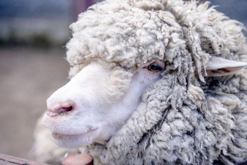 Merino Merino Merino :) - Wollbebi